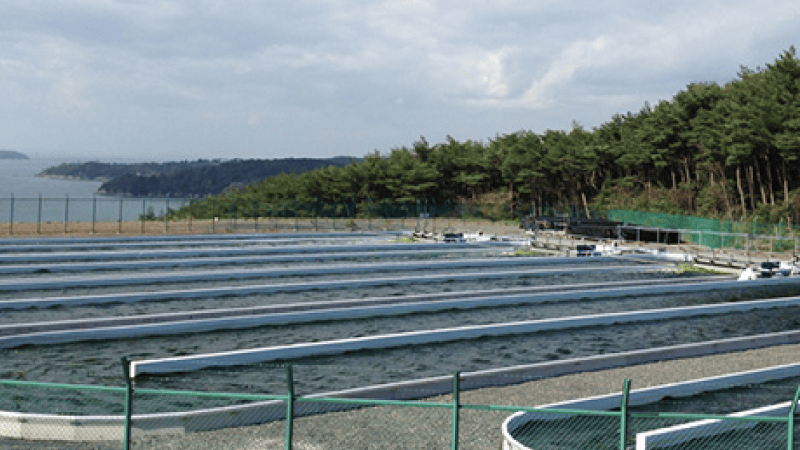 ナンノクロロプシスの通年安定供給を実現する約1ヘクタールの屋外培養施設