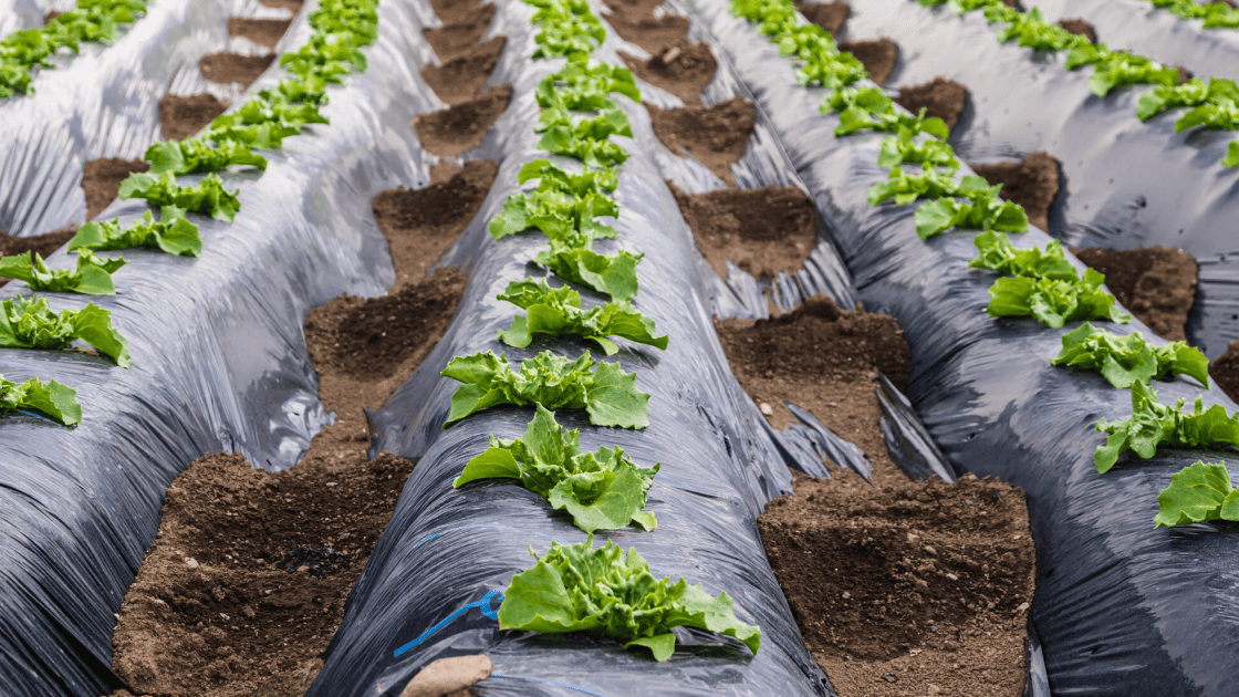 陸の豊かさと、持続可能な農業生産のイメージ
