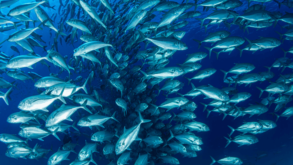 豊かな天然水産資源と魚の群れ