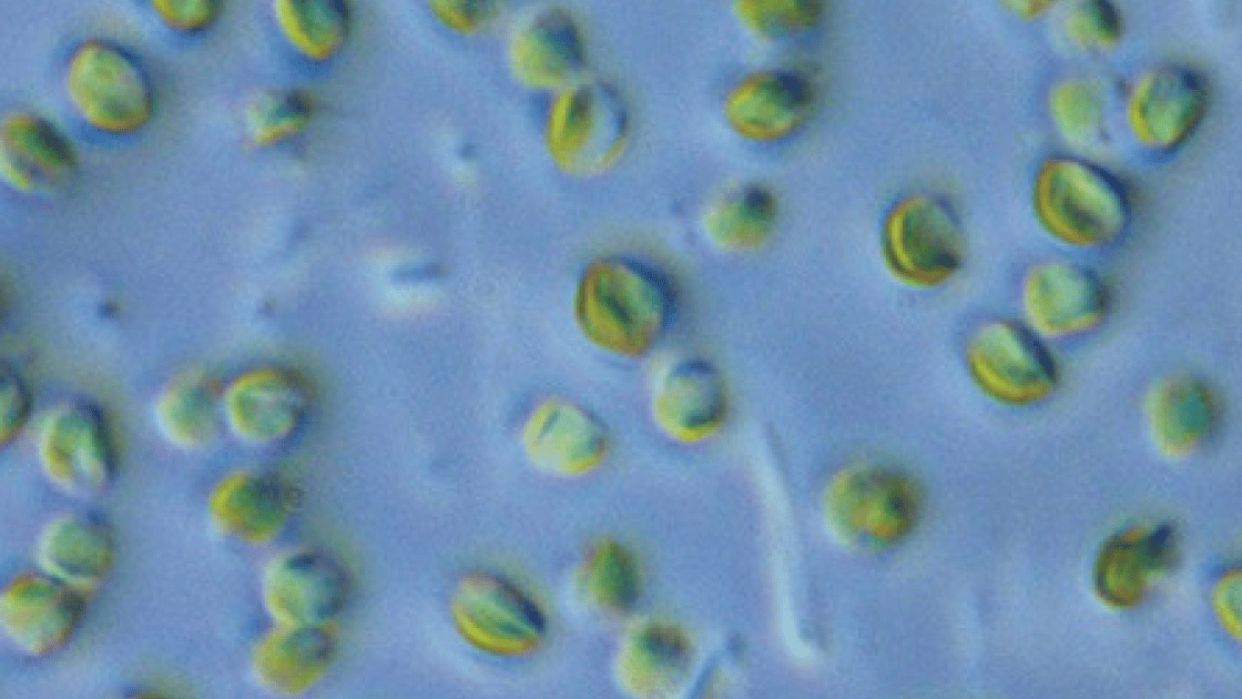 61種類の栄養素を持つナンノクロロプシス