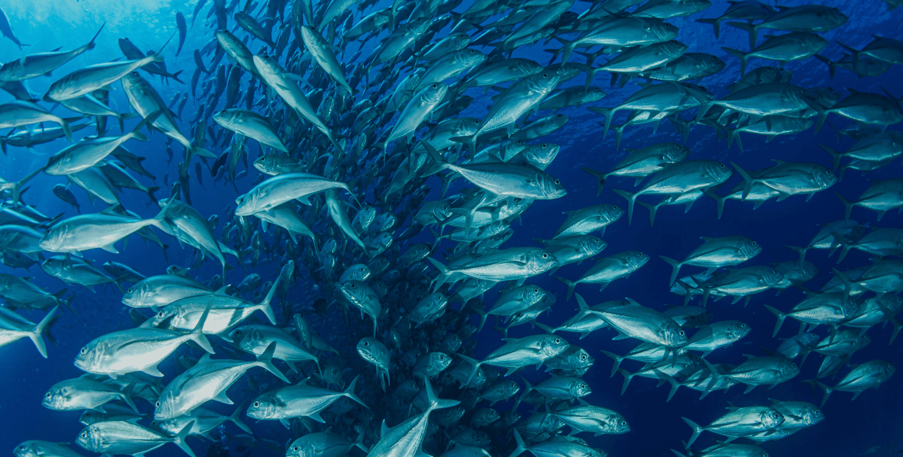 藻類から始まる、栄養と技術の革新