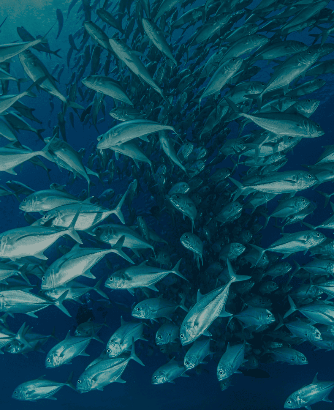 藻類から始まる、栄養と技術の革新